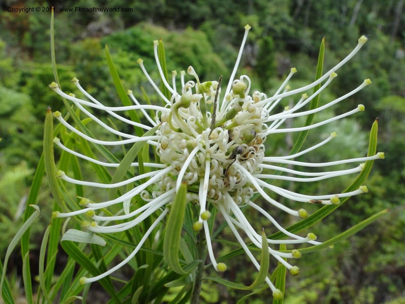Grevillea exul, M. Callmander 809--New Caledonia. Mont Dore. 20 Jan 2010. 1861.JPG
