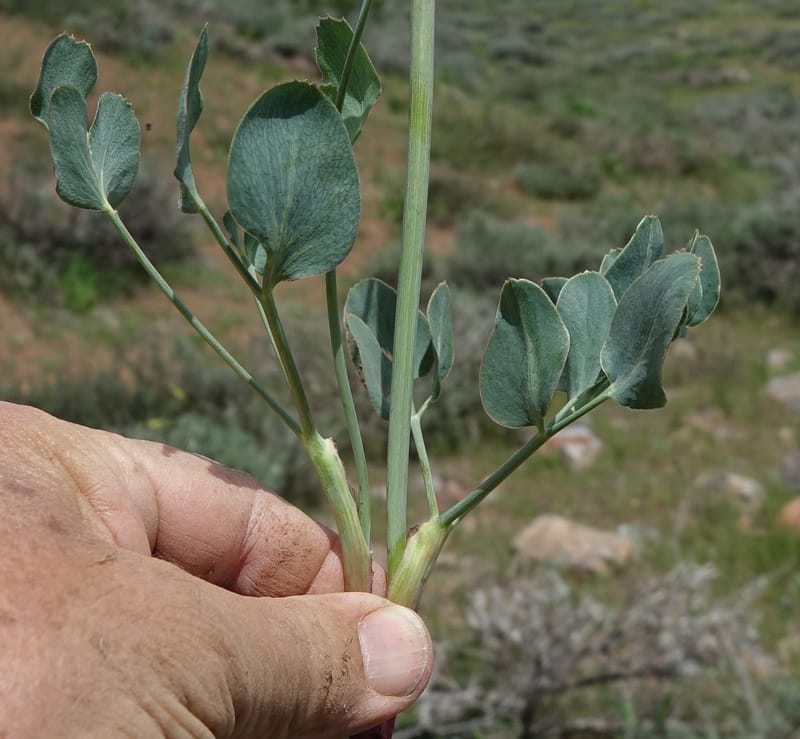Lomatium nudicaule, C. Davidson 13561--ID. Blaine Co. Rock Creek Preserve. TNC. 14 May 2017. DSC00477 (74).JPG