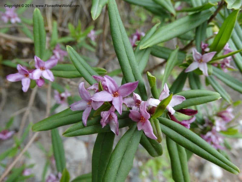 Daphne, Boufford, D 43616--China. Sichuan. ShaShiDuo. 8 May 2014. DSC04232 (31).JPG