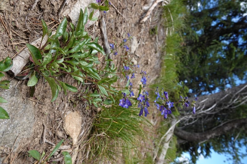 Penstemon albertinus, C. Davidson 13840--ID. Shoshone Co. Freezeout Rd. FR 301. 10 Jul 2018. DSC06582 (259).JPG