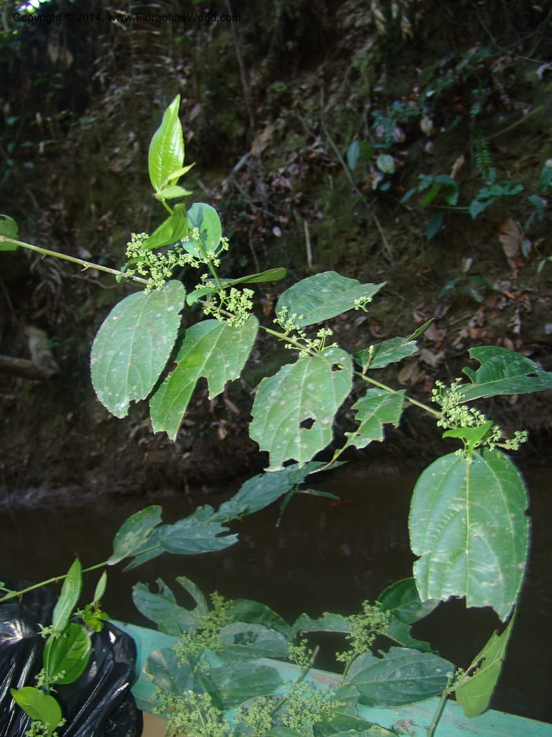 Celtis iguanea, Farfan 765--Peru. Edo. Madre de Dios. Quebrada Loboyoc. 21 Oct 05. 160 (1).jpg