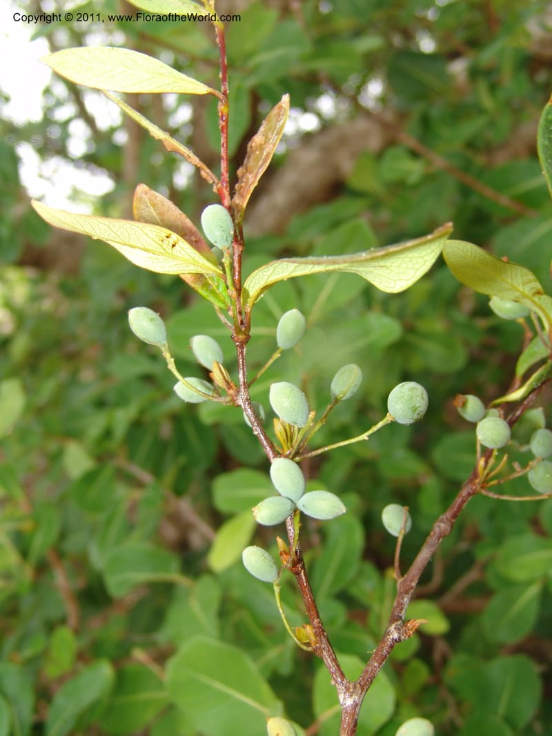 Terminalia, ZRogers1130--Madag. Prov. Antsir. Sahafary, Analankary. 8 Nov 06. 167.jpg