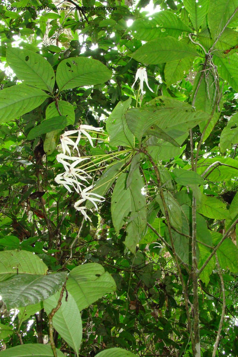 Posoqueria, R. Vasquez 34898--Peru. Loreto. Dto. Parinari. Tacshacocha. R. Samiria. 14 Nov 08. 080.jpg
