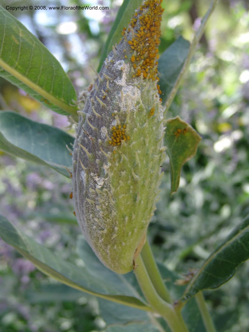 Asclepias speciosa--AZ.  Arboretum at Flagstaff. 3 Sep 04.  008.jpg