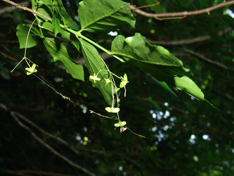 Euonymus latifolia--Georgia. Borjomi-Kharagauli Nat. Pk. 8  Jun 05. 227.jpg