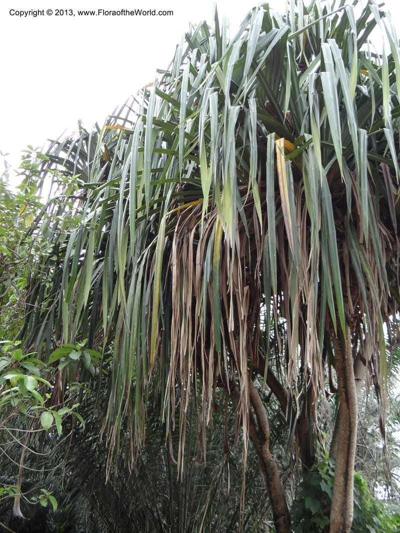 Pandanus unicornutus, Callmander, M 1049--Thailand. Chumphon Prov. Tambon Mab Amarit. 13 Nov 2012. DSC09009 (17).JPG