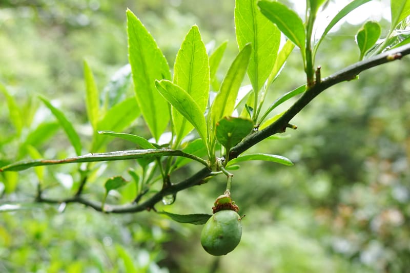 Prinsepia scandens, Tseng Yu-Hsin 1328--Taiwan. Taroko Nat. Park. Mt. Bilu Trail. 21 May 2016.  (69).JPG