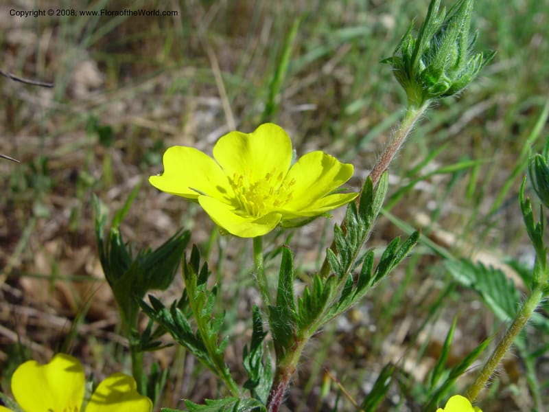 Potentilla--Italy. Abruzzo. N of Bussi on SS 17, Tirino Riv. val. 6 May 03. 027.jpg