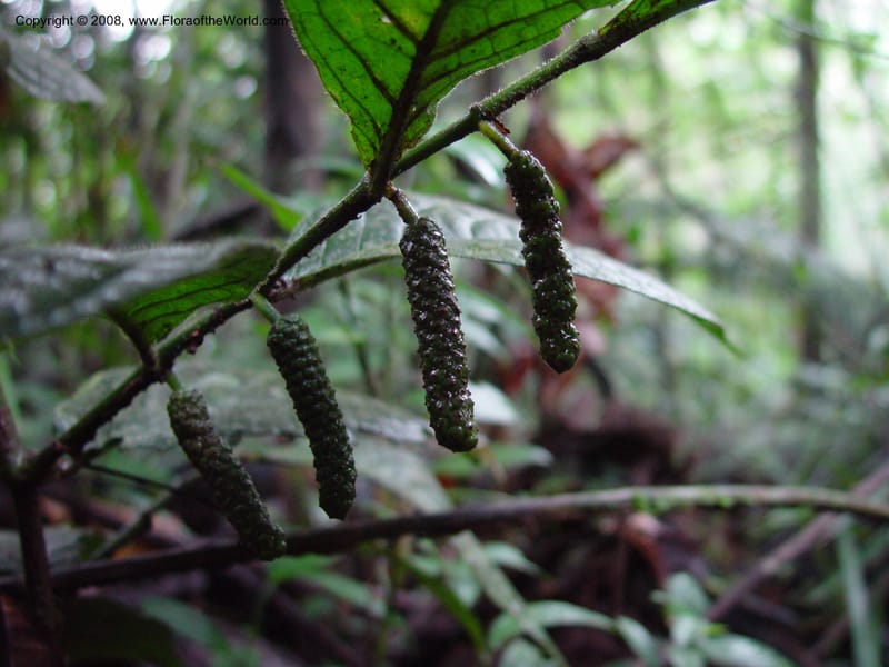 Piper brownsburgense, ETepe619--Fr. Guiana. Matoury Mts, near Cayenne. 21 Mch 02. 002.jpg