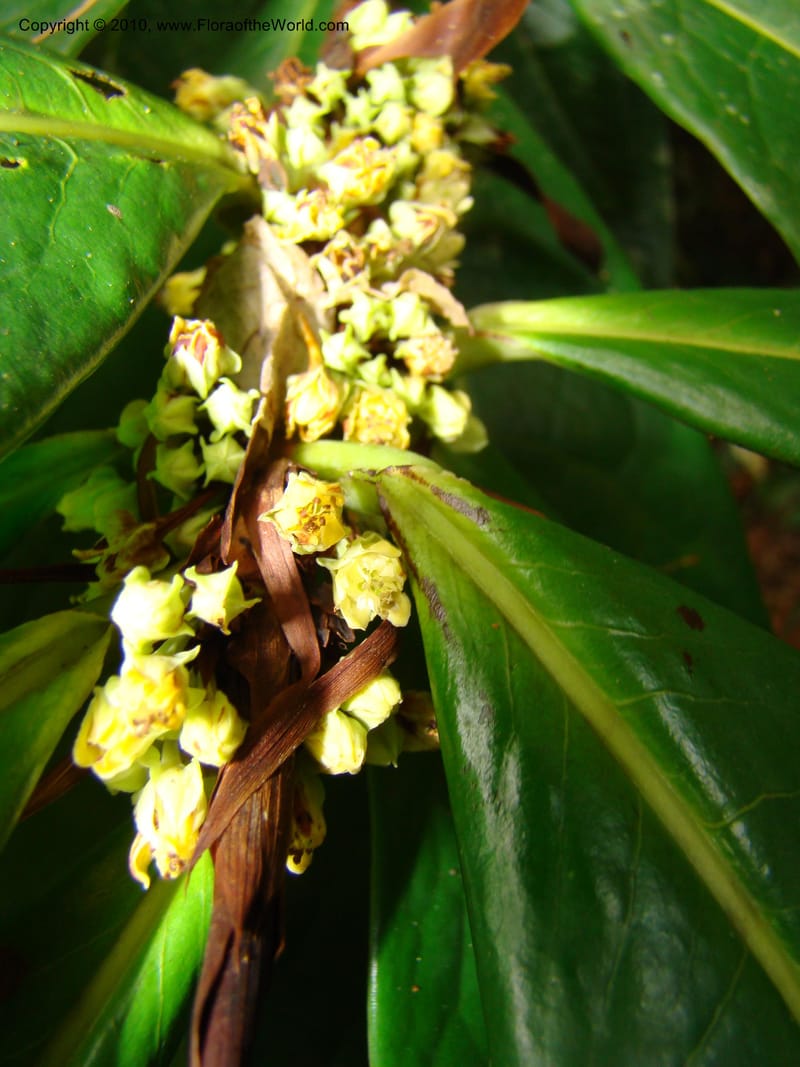 Erythroxylum macrophyllum, B. Hammel 24675--Costa Rica. Prov. Limon. Selva Bananito Lodge. 12 Apr 08. 009 (8).jpg