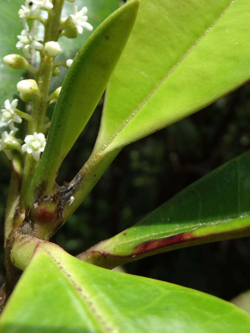 Quintinia major, Lowry, P 7373--New Caledonia. Mont Dzumac. 12 Nov 2015. DSC01563 (268).JPG
