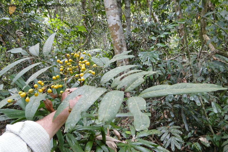 Aglaia, Regalado 1857--Viet Nam. Unknown mountain. 10 May 2011. 115 (19).jpg