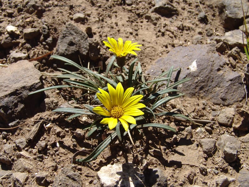 Gazania krebsiana--So.Africa. E. Cape. Joubert's Pass, SE of Lady Gray. 9 Mch 05. 083.jpg