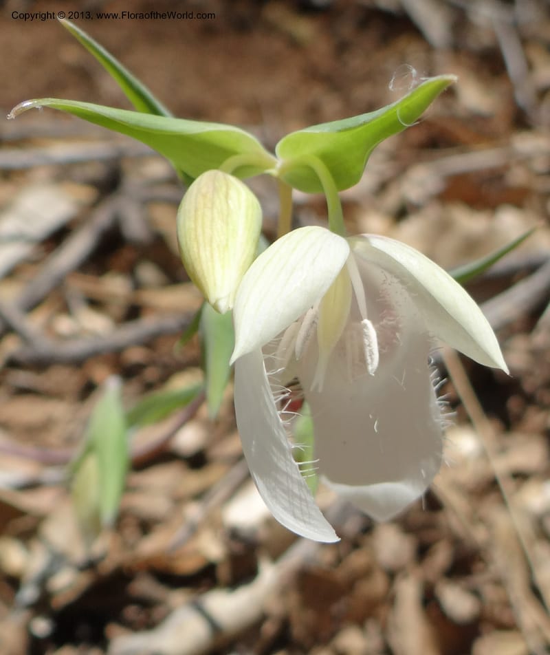 Calochortus albus, Davidson, C 12137--Calif. Nevada Co. 19 Apr 2013.  (9).JPG