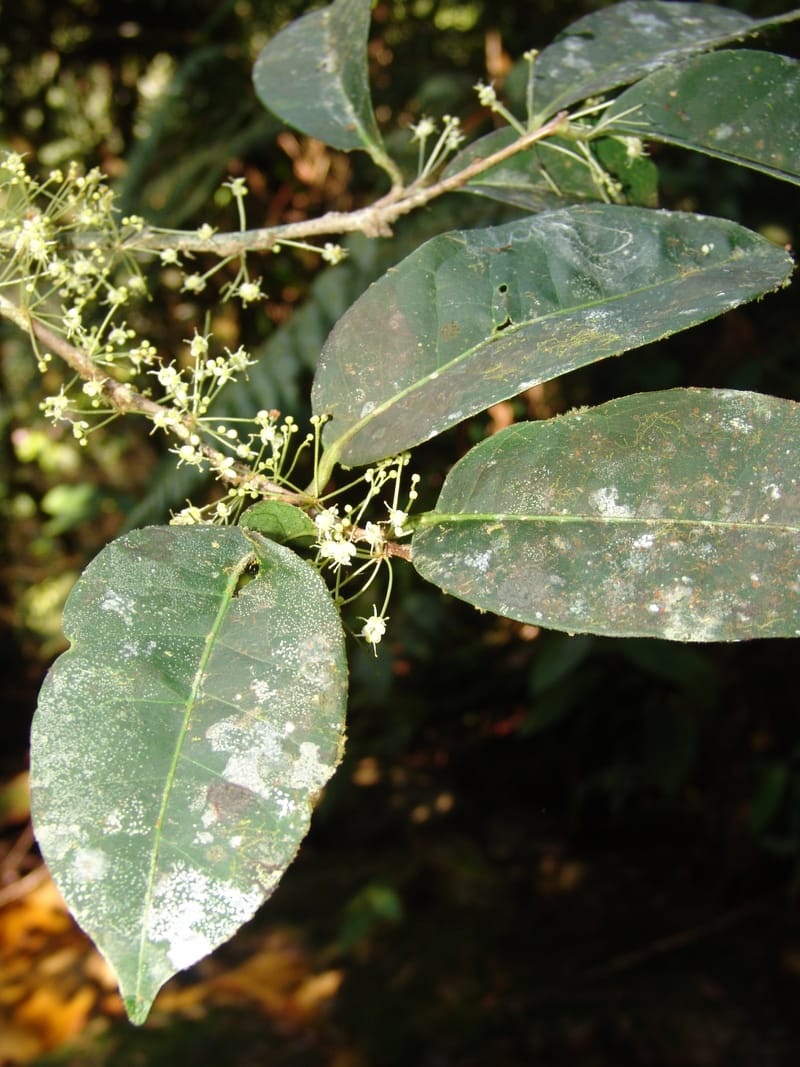 Ilex maxima, Neill 15795--Ecuador. Z.C. Margin of Rio Nangaritza. 17 Sep 07. 206 (12).jpg