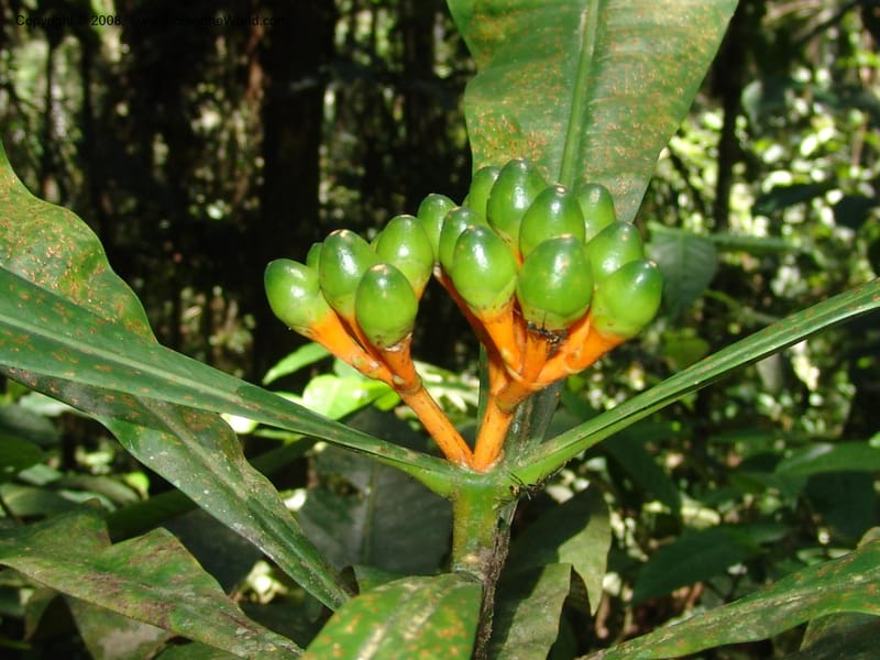 Potalia amara, AAraujoM1549--Bolivia. Pq. Nac. Madidi. Chalalan. Sendero Wichi. 25 Nov 04. 052.jpg