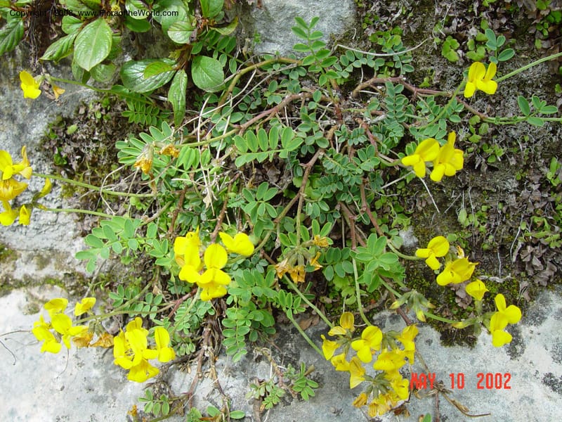 Coronilla cf.--Italy. Abruzzo. Eremi di San Bartolome, Roccamorice. 10 May 02. 022.jpg