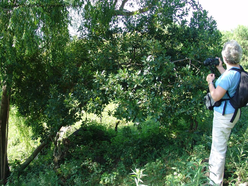 Euclea--Kenya. Homa Bay Distr. Koru. Kweissos House. 3 Jul 04. 146.jpg