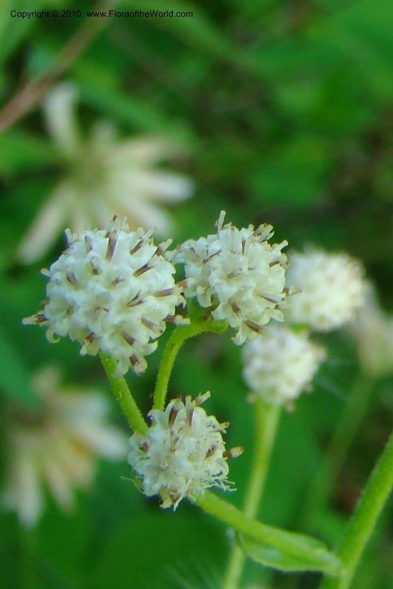 Antennaria racemosa, C. Davidson 11373--Idaho. Idaho Co. Salmon River. Polly Bemis Ranch. 27 May 2009. 076.jpg