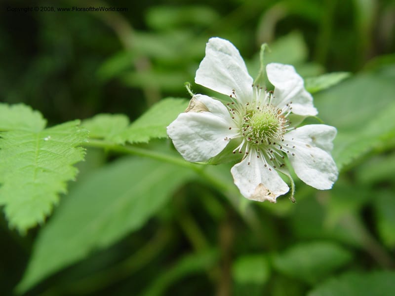 Rubus pinnatus--Cameroon. Mt. Cameroon. 5 Dec 03. 017.jpg