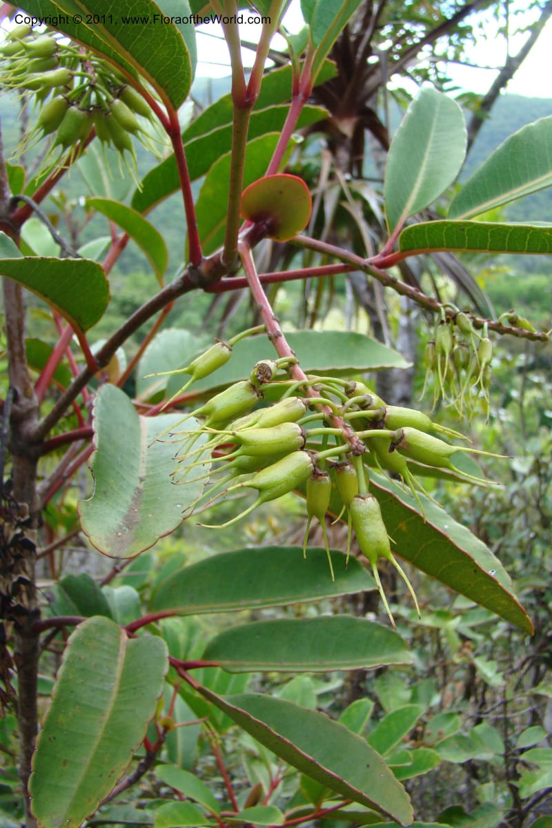 Cunonia macrophylla, not coll.--New Caledonia. Mont Koghis. 18 Jan 2010. 002 (4).jpg