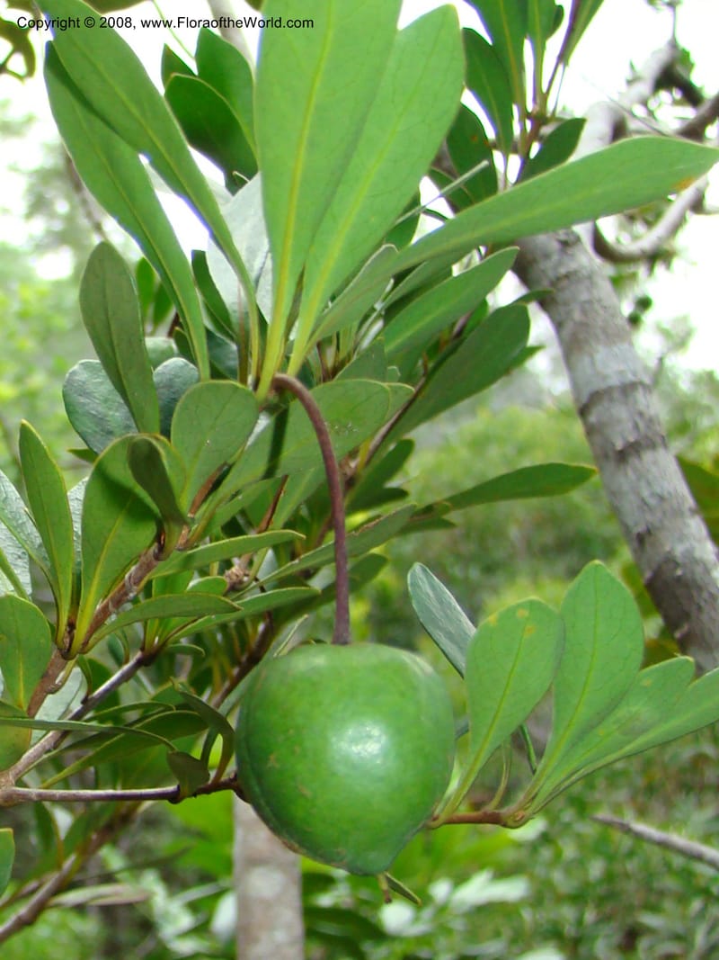 Pittosporum, CGemmill609--N.Caled. RT 1, Avangui For., Hervrouet Cr. 12 Nov 07. 112.jpg