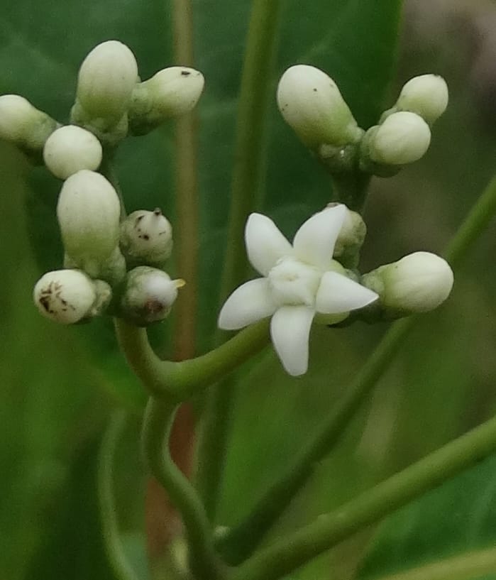 Neuburgia, Lowry, P 7330--Fiji. Delaikoro Mtn. 3 Nov 2015. DSC08393 (415).JPG