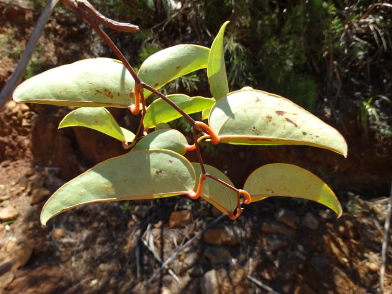 Smilax, Munzinger, J 7482--New Caledonia. PinPin. 20 Nov 2015. DSC03938 (223).JPG