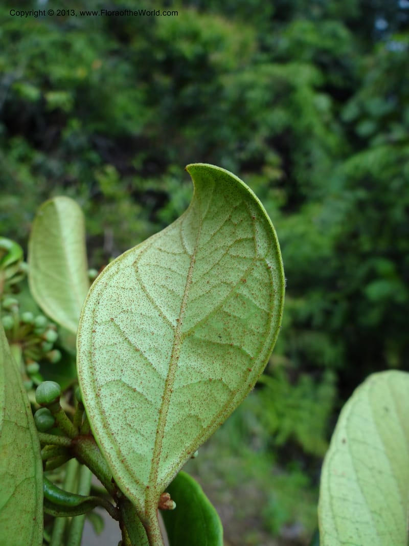 Aralia, SAN.153245--Malaysia, Sabah. Tawai For. Res. 9 Apr 2012. DSC07890 (88).JPG