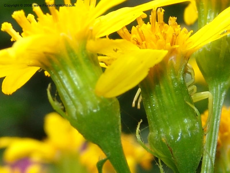 Senecio triangularis, CDavidson11114--ID. Adams Co. For. Serv. Rd. 453, to Goose Lk. 20 Jul 07. 135.jpg