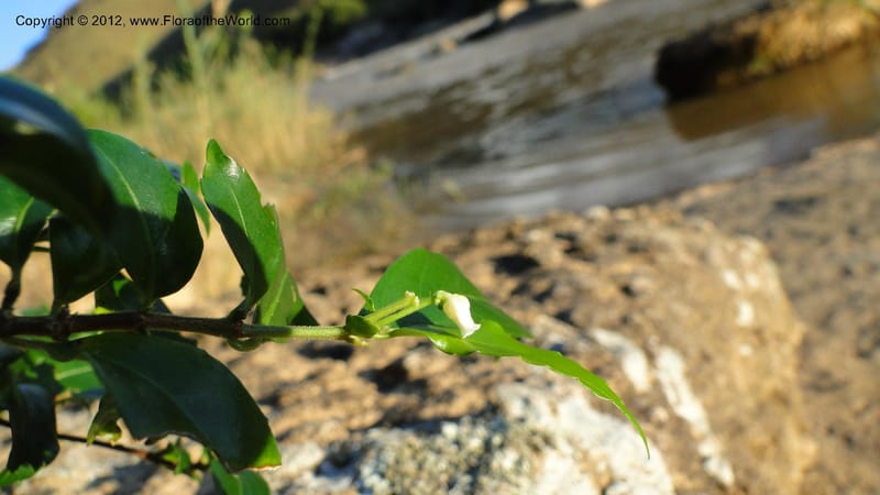 Rinorea angustifolia, N. Manjato 151--Madagascar. Mania River. 1 May 2010 159 (27).jpg