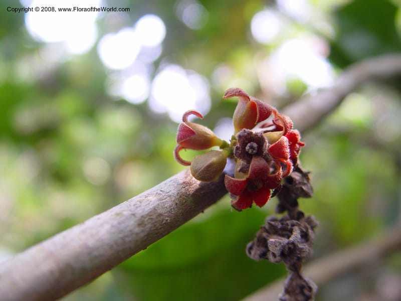 Cola milanii--Ghana. Aburi Botanic Garden. 11 Dec 03. 176.jpg