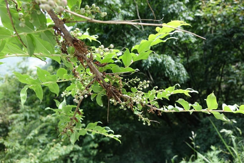Coriaria japonica, Tseng Yu-Hsin 1320--Taiwan. SW of Nanshan on highway 7. 20 May 2016. DSC03339 (155).JPG