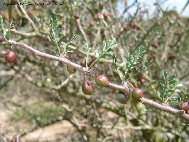 Bursera microphylla--CA. Quail Botanical Garden. 9 Apr 05. 103.jpg