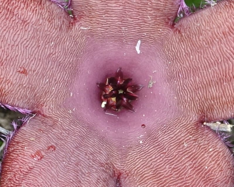 Stapelia schinzii, not. coll.--Namibia. Hwy D2859. Odom 418. 30 March 2018. DSC04324 (232).JPG