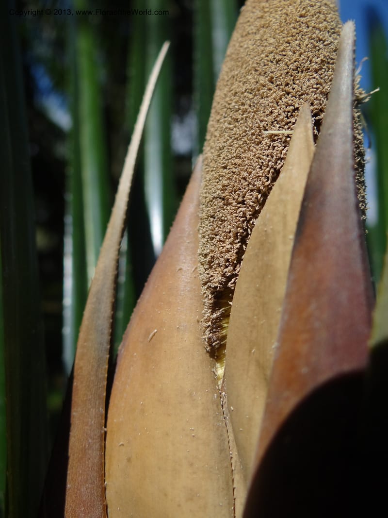 Pandanus discostigma, Callmander 1034--Malaysia. Sabah. Tahan Niaga Plantation. 8 Apr 2012. DSC07609 (72).JPG