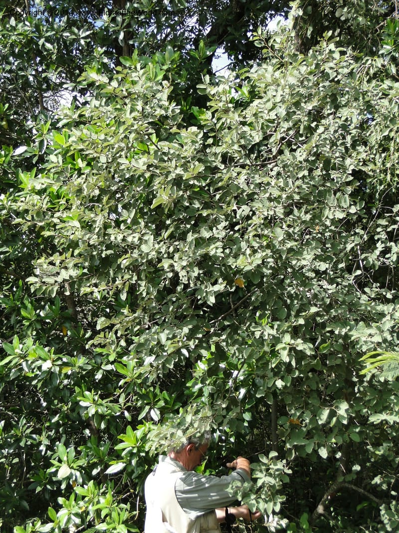 Luehea paniculata, Stevens,  W. D 31230, Garay Cue, 19 Mar 2011 2343 (4).JPG