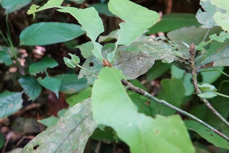 Poggea alata, C. Davidson 13956--Gabon. Arb. Sibang. 5 Nov. 2018. DSC02235 (40).JPG