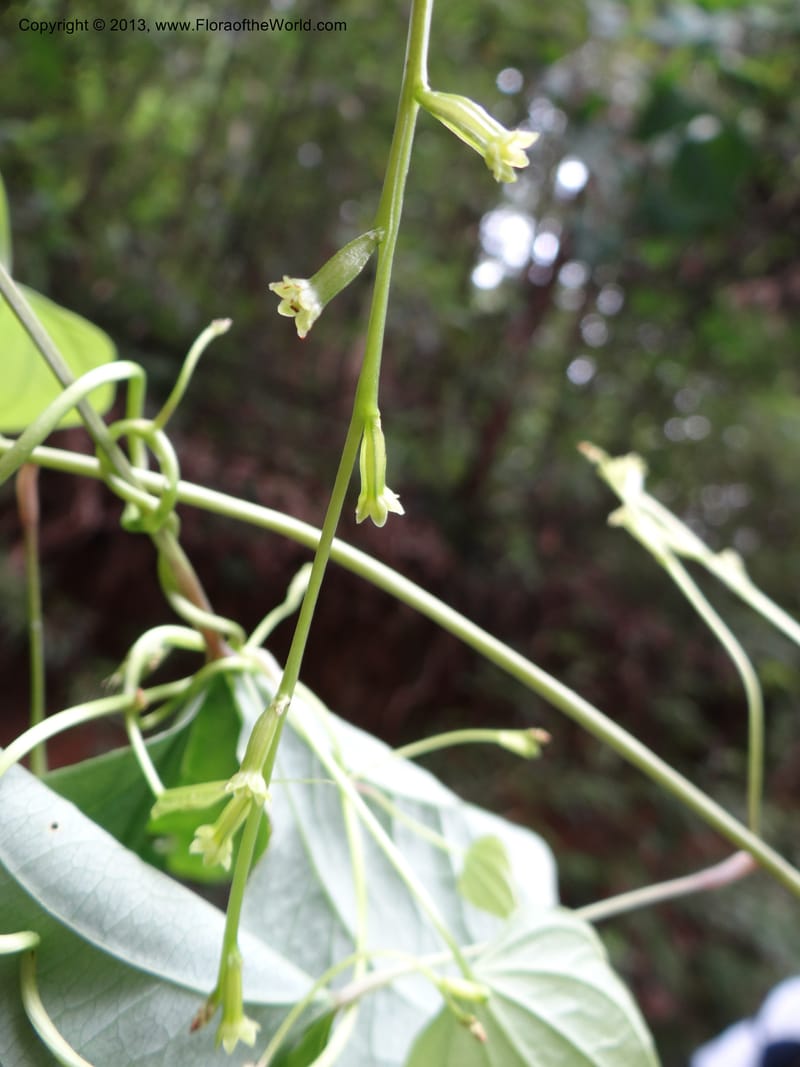 Dioscorea collettii var. hypoglauca, Davidson, C 11970--China. Zhejiang Prov. Tian Mu Shan. 1 Jun 2012. DSC01264 (31).JPG