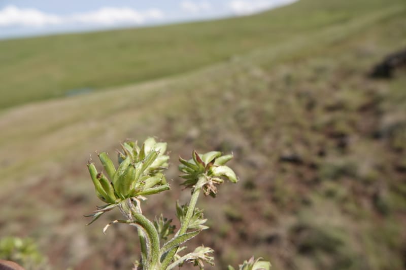 Lomatium macrocarpum, C. Davidson 13790--Oregon. Wallowa Co. Upper Camp Creek Canyon. 5 Jun 2018. DSC05225 (100).JPG