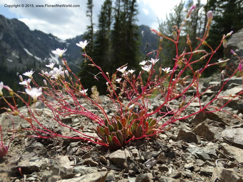 Lewisia columbiana var. wallowensis, Davidson, C 12591--ID. Idaho Co. Seven Devils Camp Ground. 15 Jul 2014. DSC00113 (129).JPG