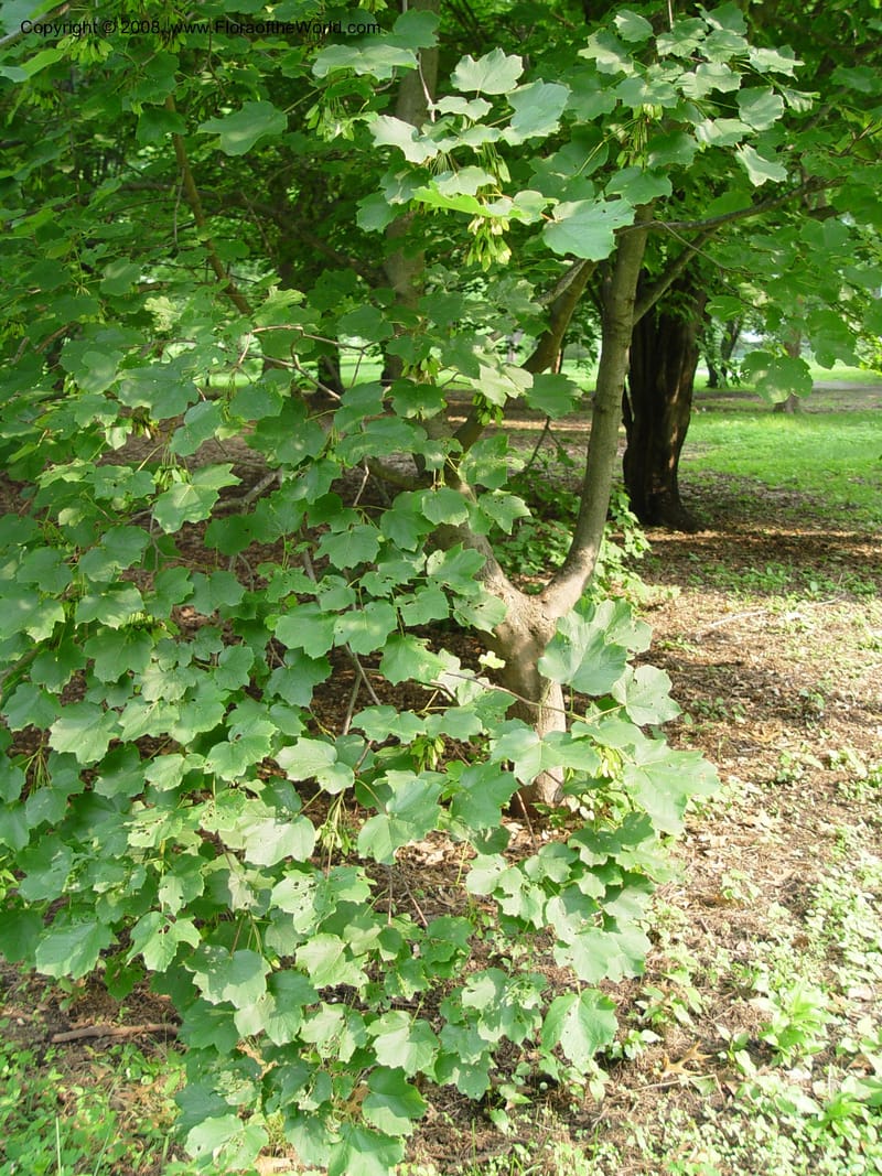 Acer opalus v. obtusatum, 1371-71-A--MA. Arnold Arboretum. 30 Jun03. 004.jpg