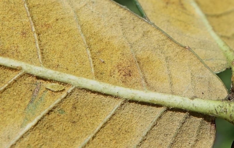 Quercus, C. Davidson 13759--China. Sichuan. Yibailingba-gou. 12 Aug 2017. DSC04660 (402).JPG