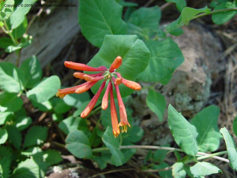 Lonicera arizonica--AZ. Arboretum at Flagstaff. 5 Jun 03. 086.jpg