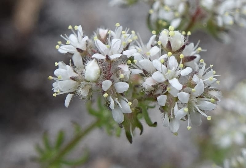 Eremosyne pectinata, Davidson, C 13494--Australia. W. A. Two People's Bay Nat. Res. 29 Oct 2016. DSC06475 (2).JPG