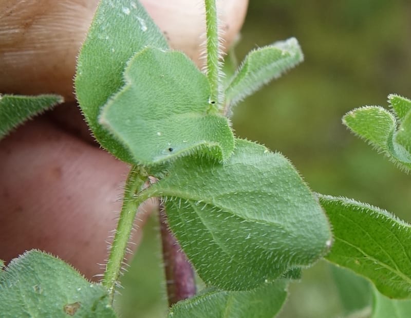 Codonopsis, C. Davidson 13788--China. Sichuan. Daocheng Xian. 14 Aug 2017. DSC05676 (103).JPG