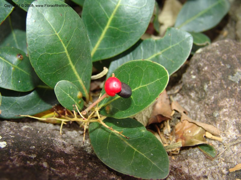 Apodytes abbottii--So.Africa. E. Cape. Umtamvuna Nat. Res. 11 Mch 05. 359.jpg
