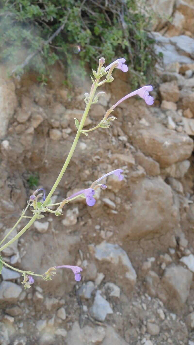 Nepeta, A. G. Miller 133.10--Iraq. Kurdistan. Shakh-i Pira Magun. Gueza Khan. 11 June 2010. 304 (4).jpg