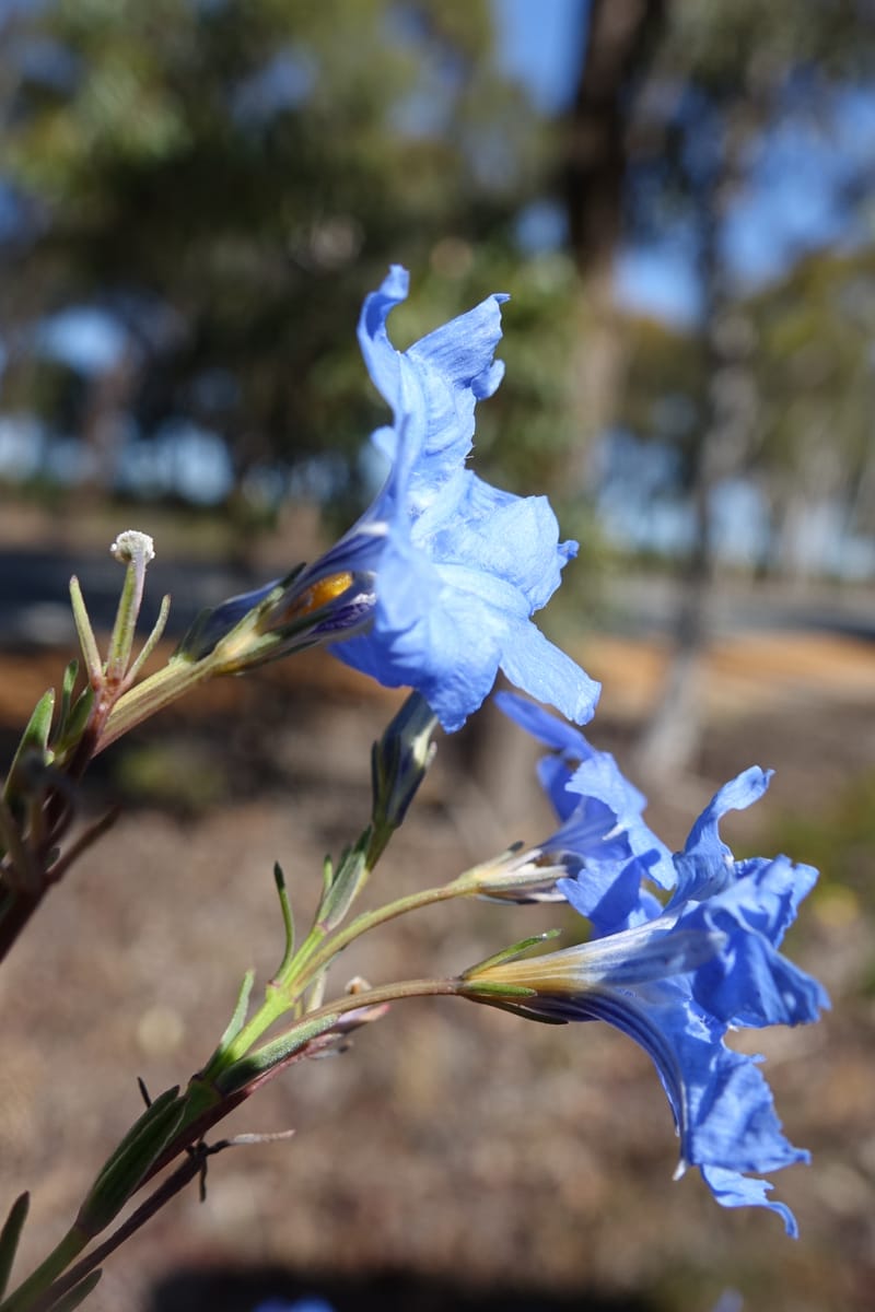 Lechenaultia biloba, not collected--Australia. W.A. Flora Rd. 22 Oct 2016. DSC03739 (69).JPG