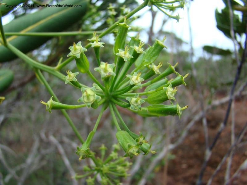 Myodocarpus crassifolius, not coll.--New Caledonia. Pl des Lacs. Ca. Grand Lac. 21 Jan 2010. 293 (250).jpg